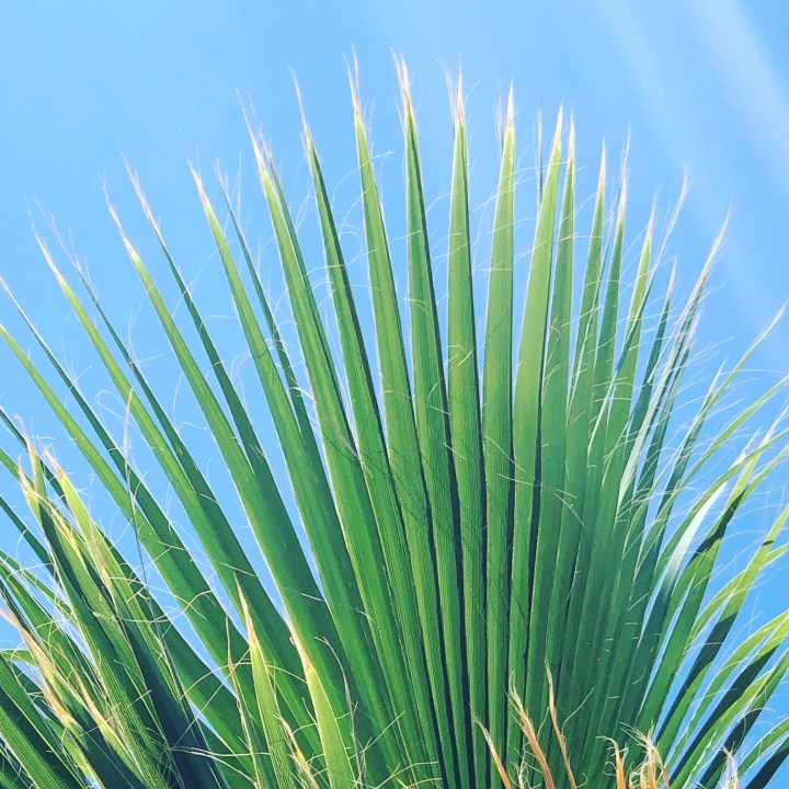 #palm #blueskies