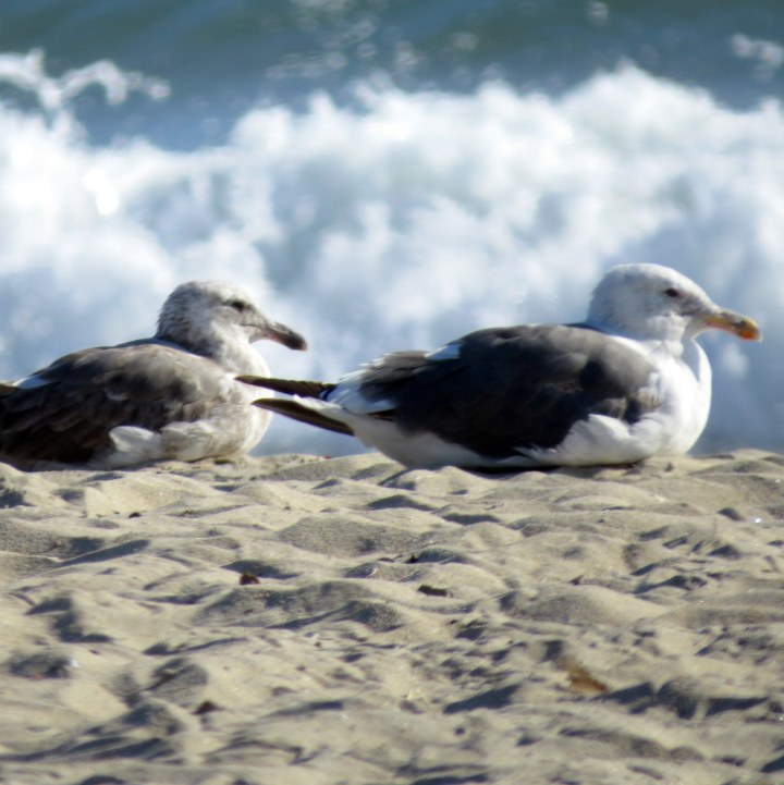 #sunbathing on the #beach
